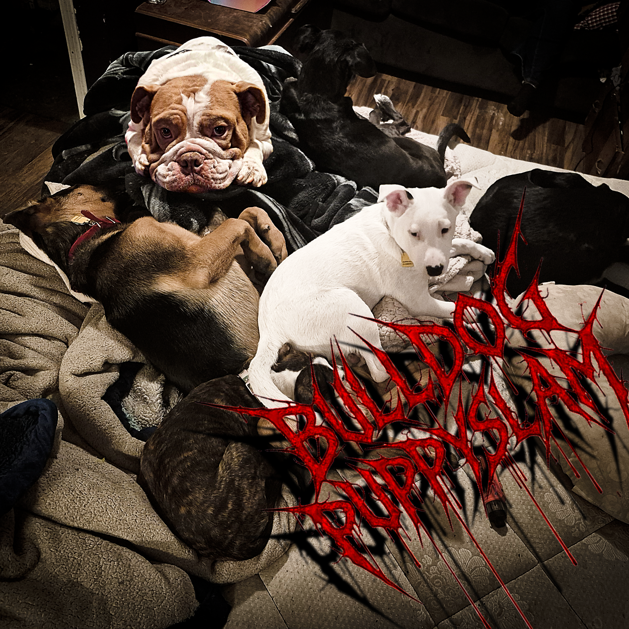 Bulldog Puppyslam